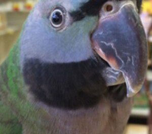 Lord Derby Derbyan Parakeet Rescue Adoption: Care, Size & Breeding Age Guide