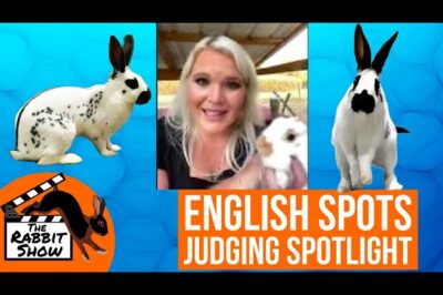 English Spot Rabbit Adoption: Good Pet, Friendly, Colors & Origins