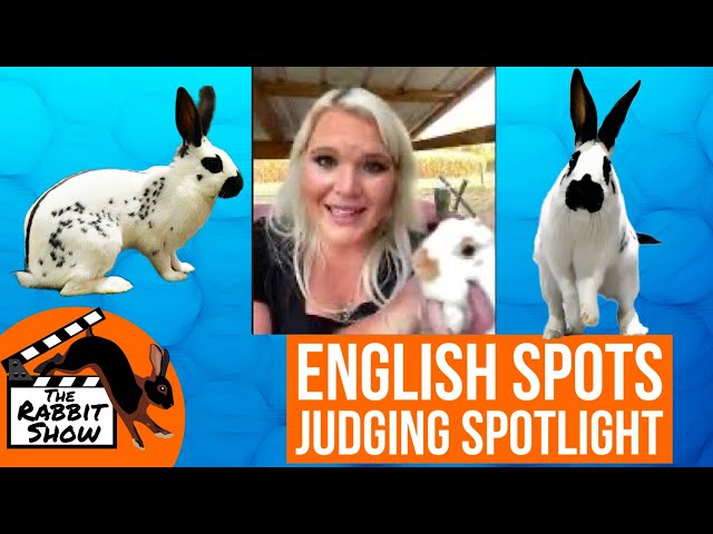Pet Rabbit To Colour In English Spot Rabbit Adoption: Good Pet, Friendly, Colors & Origins ...