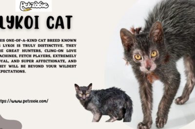 Lykoi ‘Wolf’ & “Werewolf” Cat Adoption: History, Costs, Health, Uniqueness & Breed Influence