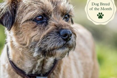 Border Terrier Adoption: Pros & Cons, Traits, Training, Family-Friendly & Popular Mixes