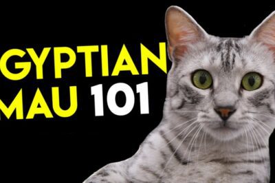 Egyptian Mau Cat Rescue: Cost, Legalities & Holding Preferences