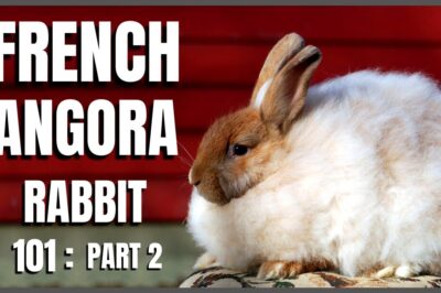 French Angora Rabbits Adoption: Costs, Care, Grooming, Wool Quality & Breed Comparison