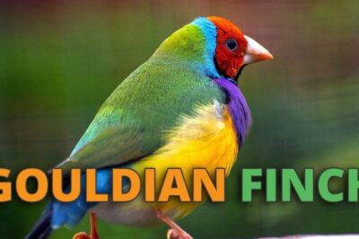 Gouldian Finch Rescue & Care, Breeding, Pronunciation, History & Gender ID