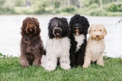 Barbet Dog Rescue Costs, Maintenance, Pros & Cons for Families