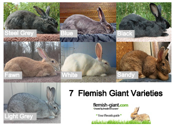 Flemish Giant Rabbit Adoption & Rescue: Potty Training, Handling, Aggression Reduction