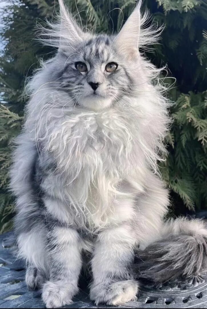 popular maine coon cat looking magestic