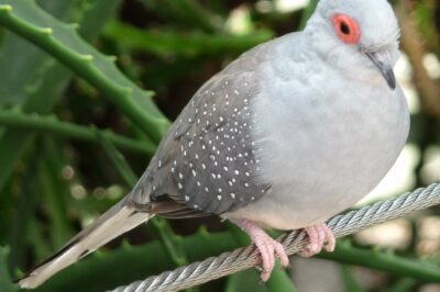 Diamond Dove Adoption & Care Guide: Pet Companions, Egg Laying & Size Info