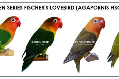 Fischer’s Loverbird Adoption & Rescue: Friendliness, Price, Lifespan & Peach Face Mating