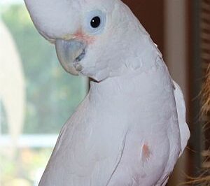 Adopting Goffin’s Tanimbar Corella Cockatoo: Intelligence, Rarity, Size & Bare Eyed Difference