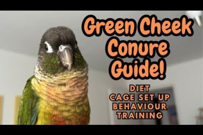 Green-Cheeked Conure Adoption Guide Cost, Talking Ability & Interactive Nature