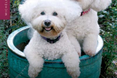 Bichon Frise Adoption: Good Cute House Pet with High Maintenance Grooming & Barking Tendency