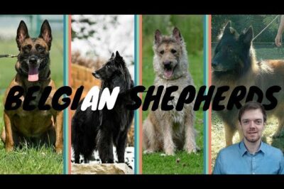 Belgian Sheepdog v Laekenois v Malinois v Tervuren Comparison:  Different Temperaments & Costs to Consider When Adopting from Rescue