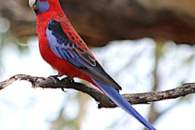 Crimson Rosella Rescue Adoption: Friendly Rare Pet Bird, Diet & Symbolism