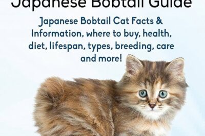 Adopt Rare Japanese Bobtail Cats: Cost, Identification & Cuddly Traits