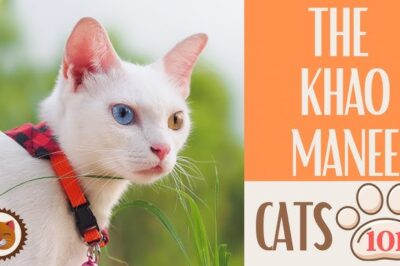 Khao Manee ‘Diamond Eye’ Adoption: Cost, Rarity, Identifying, Origins, Playfulness & White Cat Comparison
