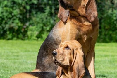 Bloodhound Adoption: Temperament, Family-friendly, Tracking Ability & Search Potential