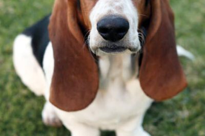 Basset Hound Rescue & Adoption: Special, Cuddly, High Maintenance House Dogs