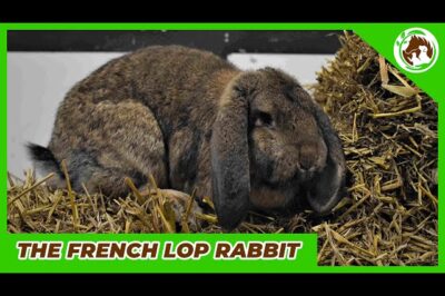 Adopt French Lop Rabbit: Care, Pros & Cons, Costs & Holland Comparison