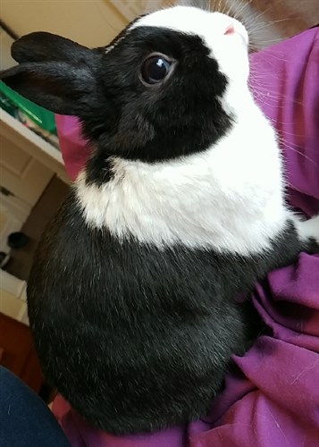 Choosing the Right Rabbit Breed: Dutch vs. Netherland Dwarf