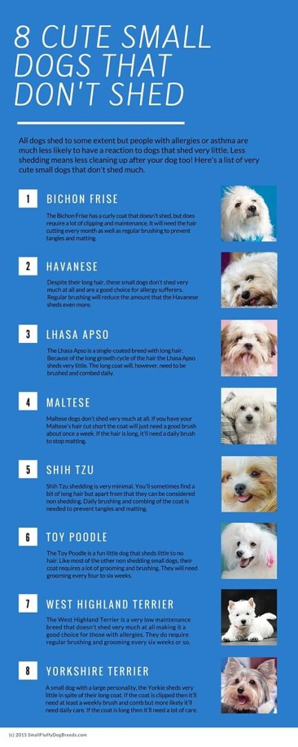 8 cute small dogs that don't shed