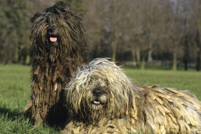 Bergamasco Dog Breed Rescue & Adoption Guide: Name Origin, Family-Friendly, Training & Komondor Comparison