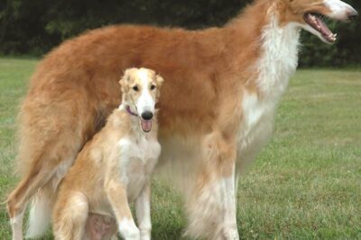 Borzoi Russian Wolfhound Adoption: Cost, Longevity, Family Pet, Training, History & First-Time Owners Guide