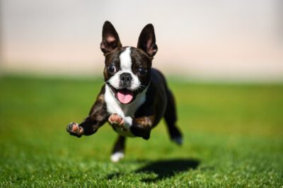 Adopt Boston Terrier: Pros & Cons, Cost, Temperament & Energy Level v. Similar Breeds