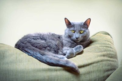 Korat Cat Adoption: Rarity, Personality, Costs, Origins & Siamese & Russian Blue Comparison