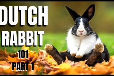 Best Rabbit Types to Adopt: Dutch v Netherland Dwarf – Lifespan, Intelligence & Pet Potential