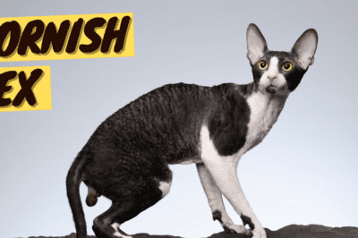 Cornish Rex Cat Rescue: Cuddly, Sphynx-Like, Maintenance & Cost