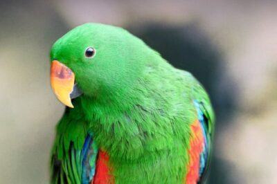 Eclectus Parrot Adoption Guide: Cost, Care, Aggression & Companionship