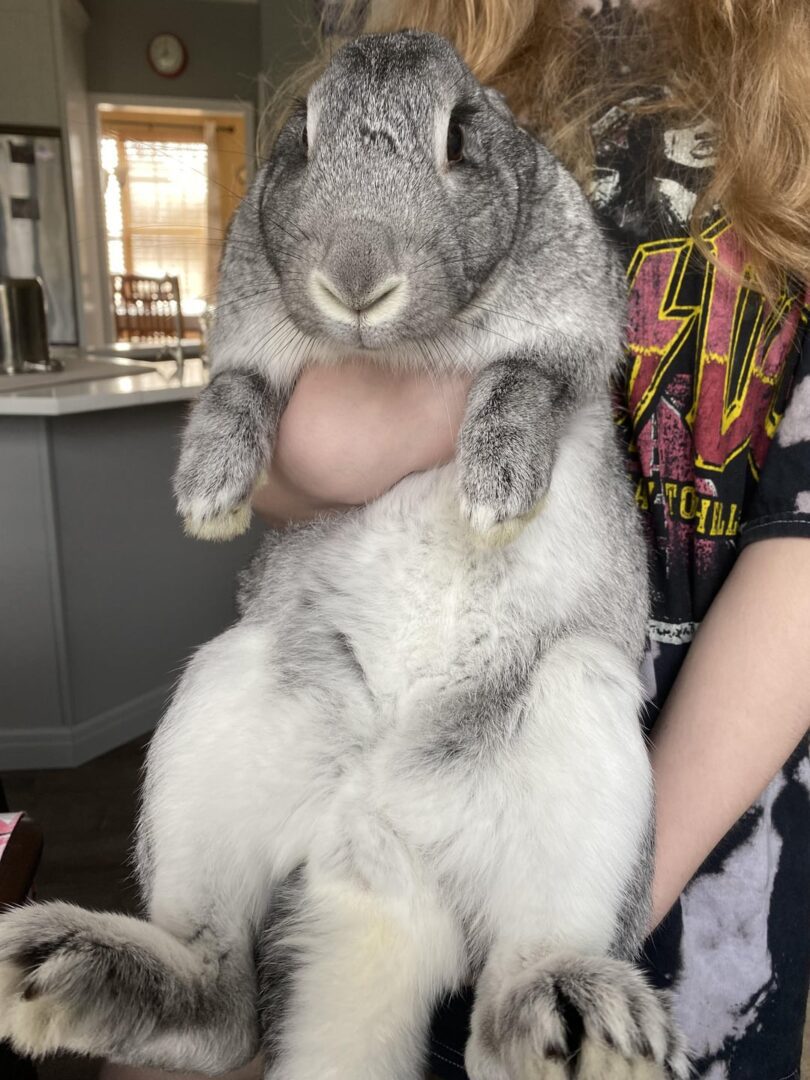 Woman holding Giant Chinchilla Rabbit