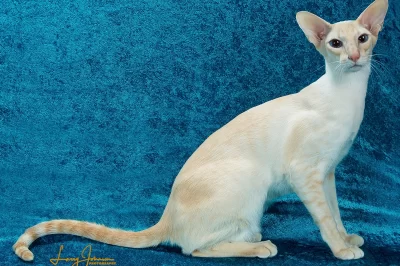 Colorpoint Shorthair Rescue: Cost, Colors & Siamese Differences