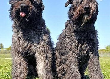 Bouvier des Flandres Adoption: Cost, Longevity, Prey drive, Grooming, Space & Family Dog Potential
