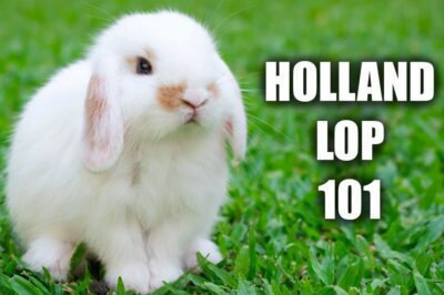 Holland Lop Rabbit 1st Timer Adoption Guide: Pros & Cons, Care w/ Kids, Longevity, Cost & Breed Comparison