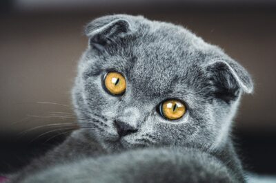 Scottish Fold Cat Adoption: History, Cost, Temperament, Health, Pros & Cons