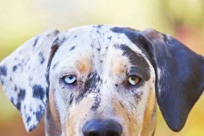 Catahoula Leopard Dog Adoption: History, Training, Personality & American Leopard Hound Comparison
