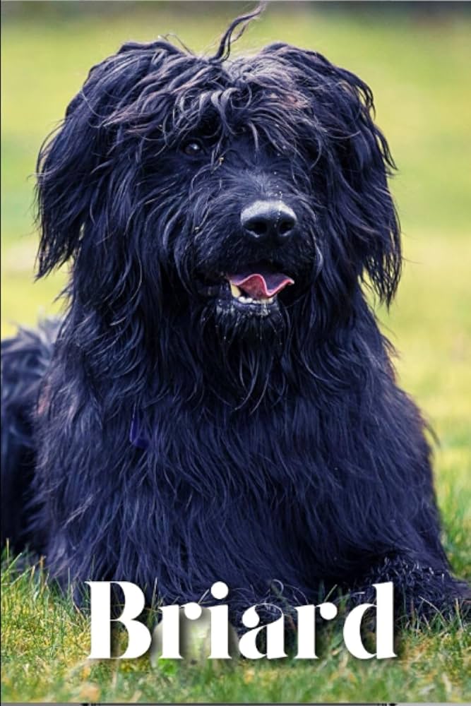 black Briard seated outdoors 1S MS