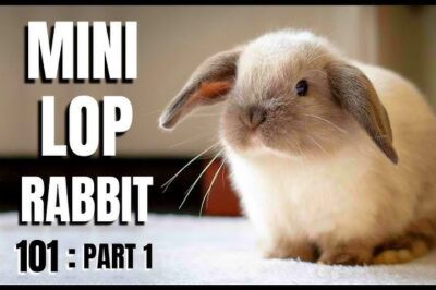 Mini Lop Rabbit 1st Timer Adoption Guide: Cost, Size, Lifespan, Lop Breed Comparison, Pet Potential Pros & Cons