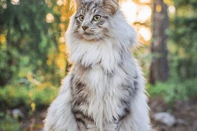 Norwegian Forest Cat Adoption: Cost, Care, Personality & Breed Comparison to Siberian & Maine Coon