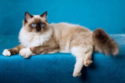 Ragdoll Cat 1st Timer Adoption Tips: Cost, Grooming, Affection & Breed Comparison