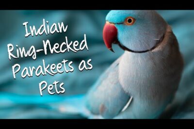 Indian Ring-Necked Parakeet Adoption: Care Tips, Temperament, Training & Cockatiel Comparison