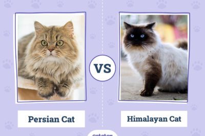 Persian vs Himalayan Cat Comparison: Cost, Personality, Size, Health, Breeding & Pure vs Hybrids