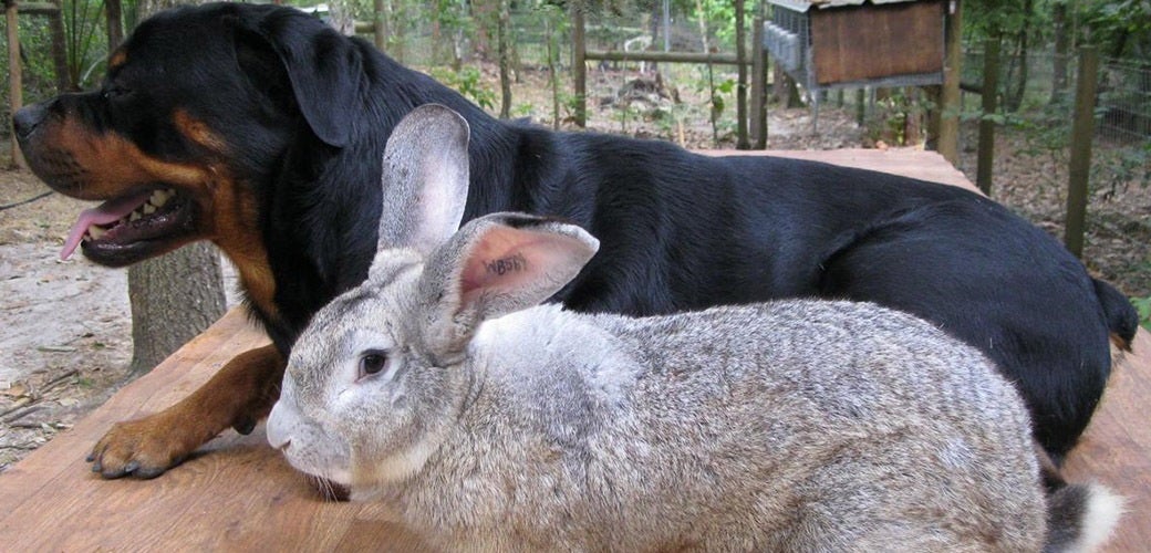 Flemish Giant Rabbits are known for their large size, often weighing between 15-20 pounds.
They require a spacious living environment and at least a few hours of exercise daily.
These rabbits can be potty trained, but it requires patience and consistency.
Flemish Giants are generally gentle and friendly, making them suitable pets for families.
Regular health check-ups are essential due to potential issues like sore hocks and obesity.