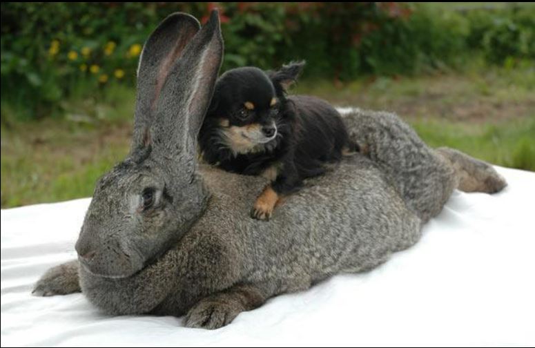 Flemish Giant Rabbits are known for their large size, often weighing between 15-20 pounds.
They require a spacious living environment and at least a few hours of exercise daily.
These rabbits can be potty trained, but it requires patience and consistency.
Flemish Giants are generally gentle and friendly, making them suitable pets for families.
Regular health check-ups are essential due to potential issues like sore hocks and obesity.