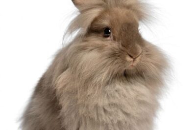 Lionhead Rabbit Adoption: Size, Maintenance, Longevity & Compatibility w/ Mini Lop Rabbits