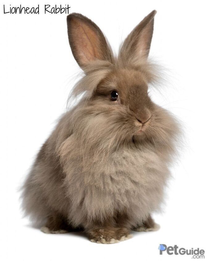 lionhead rabbit 1S in front of white background