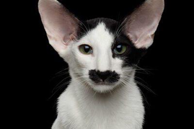 Oriental Cat Adoption: Cost, Size, Popularity, Breed Comparison, Personality for Families & Autistic Kids