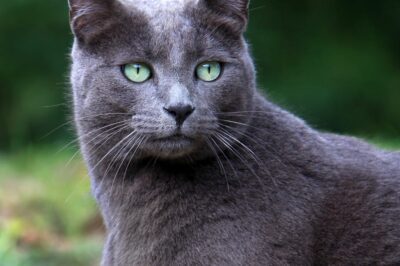 Russian Blue Cat Adoption: Cost, Hypoallergenic, Personality, Training, Pros & Cons